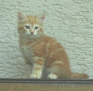 Sibirerkaterchen sucht liebevolles Zuhause