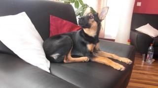 Schäferhundmix-18 Wochen