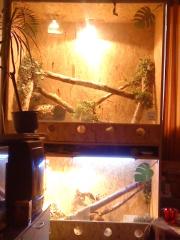 Verkaufe 2er OSB terrarium 2m H, 1, 25m L, 0, 70cm B mit tieren und inhalt und zubeh