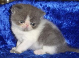 Blau-weiße Exotickater