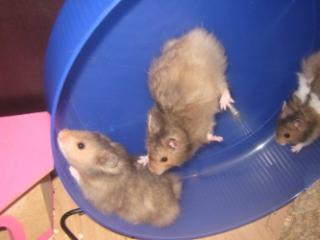 3 Teddyhamster suchen neuen Wirkungskreis