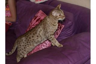 Ocicat Kätzin