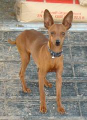 Pinscher Rüde braun 1 Jahr