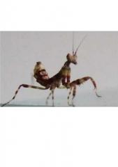 Creobroter pictipennis Blütenmantiden