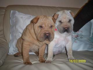 Shar-Pei Welpen