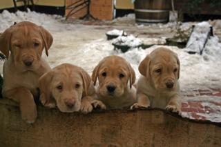 Süße gelbe Labradorwelpen aus liebevoller Zucht