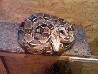 Boa Constrictor ca 2, 00 Meter lang