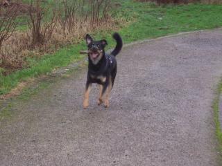 Schäferhund-Mischling beacouron