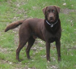 V1 Labrador mit Papieren sucht Hündinnen zum Decken