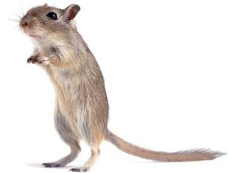3 Gerbils Wüstenrennmäuse abzugeben