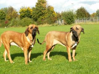 Fila Brasileiro Hündinnen