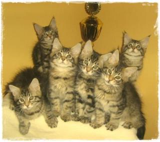 3 süsse kleine Maine Coon Kitten .