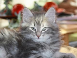 Norwegisches Waldkatzenkitten