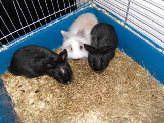 3 Kaninchenbabys zu verschenken
