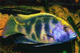 Nimbochromis venustus