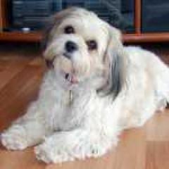 Cocker Spaniel Welpe, H ndin