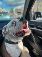 Boxer mischling