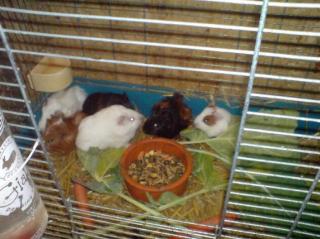 Meerschweinchen Jungtiere