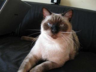 Lieber Siam-Einzelkater Bobe