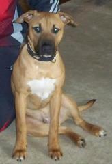 Pit Bull Mix Welpe sucht neues Zuhause
