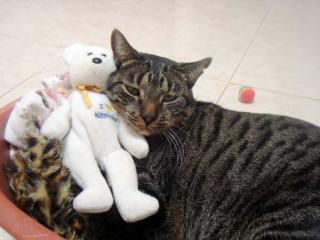 Tigerkater Marlon wartet so auf SEINEN Menschen