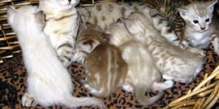 Bengal kittens mit Papiere