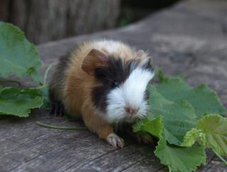 Süße Meerschweinchen aus gepflegter Hobbyzucht abzugeben