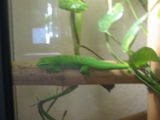 Taggecko Phelsuma Grandis