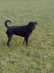 Suche kräftigen Rottweiler Rüden
