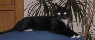 Schwarzer Kater mit weissen Stiefeln in Heinsberg entl