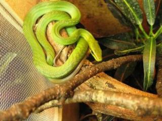 0. 0. 5 Gonyosoma Oxycephalum von 2021