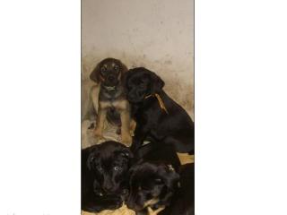 Labrador-Mix 10 Welpen