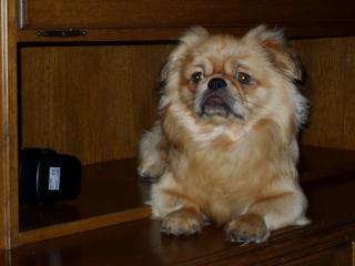 Pekinese sucht eine hündin zum decken