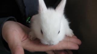3 wochen alte hasenbaby s