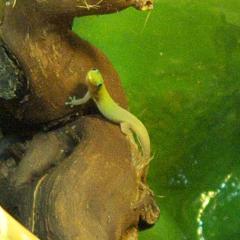 Goldstaubtaggecko Phelsuma laticauda laticauda abzugeben