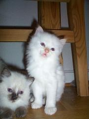 Ragdoll KitteAbzugeben mit Papiere
