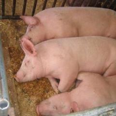 Micro Mini Pigs Potbelly Wir liefern Ferkel