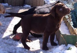 Supersüsse Labradorwelpen in choco, gelb und schwarz m. Papieren