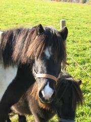 Reitbeteiligung an Pony