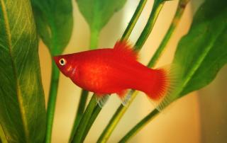 Platy Farbe rot