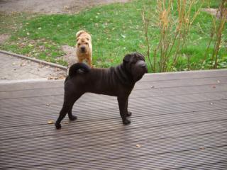 Shar Pei Hündin, 6 Monate in liebevolle Hände anzugeben