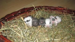 Supersüsse Zwergkaninchen-Löwenköpfchen-Babys