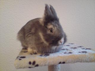 Bunny wegen Allergie leider abzugeben