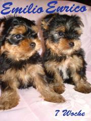 Yorkshire Terrier Welpen Rüden