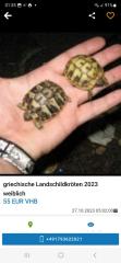 Griechische Landschildkröten Babys 2023 aus Hobbyzucht