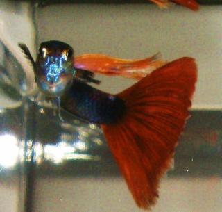 Guppys je 1Euro und Red Cherry Garnelen je 1Euro