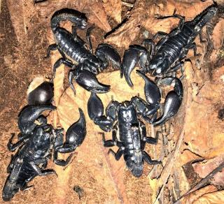 Schwarzer Thaiskorpion groß Heterometrus spinifer