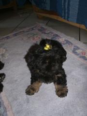 Edelmix Shih Tzu Pekinesen Welpe entwurmt, geimpft, gechipt