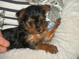 Mini Yorkshire Terrier Welpen