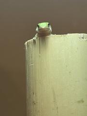 Gecko von der Art Phelsuma Parva